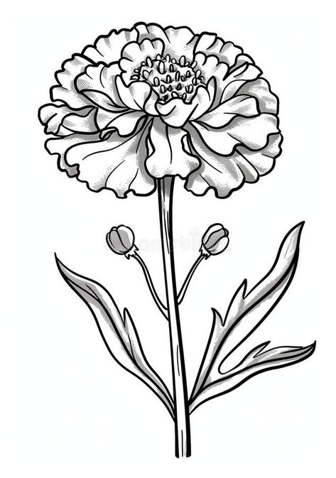 This coloring page features a simple, detailed outline of a marigold flower with leaves and buds. Perfect for young royalty free stock images Marigold Outline, Pencil Drawings Of Nature, Vector House, Flower With Leaves, Marigold Flower, Young Artist, Coloring Page, Pencil Drawings, Stock Images Free