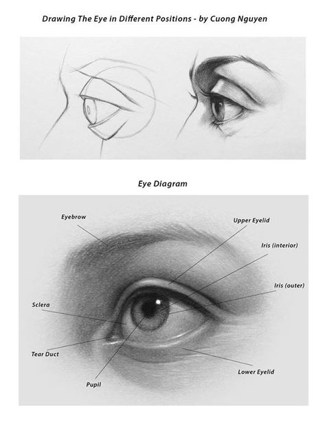 Eyes Structure Drawing, Eye Drawing Study, Eye Structure Drawing, In Love Eyes Drawing, Eye Drawing Realistic, Eye Diagram, Eye Structure, Draw Eye, Eye Drawings