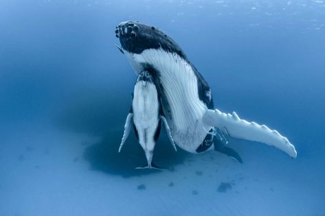 Origins: Striking Photos Document the Sights of Contemporary Conservation Efforts | Colossal Whale Drawing, Whale Tattoos, Pet Ducks, Awesome Nature, Ocean Conservation, Whale Shark, Humpback Whale, Blue Whale, Ocean Creatures