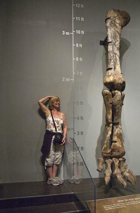 Camarasaurus limb, Royal Tyrrell Museum, Drumheller, Alberta. © Mark Ryan Drumheller Alberta, Dinosaur Exhibition, Dinosaur Museum, Zoo Art, Museum Exhibition Design, Interactive Exhibition, Nature Museum, Dinosaur Skeleton, Museum Displays