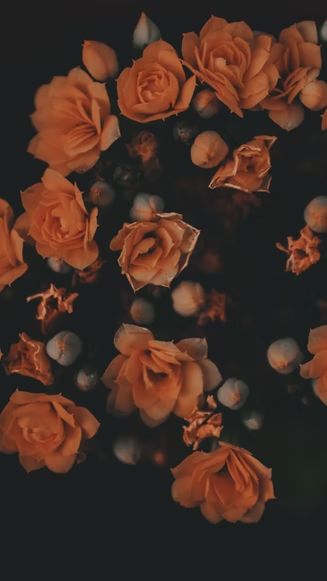 orange flowers photo – Free Brown Image on Unsplash Pink Roses Bouquet, Wallpaper Iphone Roses, Orange Book, Wedding Party Flowers, Pink Rose Bouquet, Aesthetic Roses, Flowers Photo, Rosé Aesthetic, Roses Bouquet