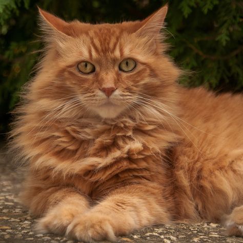 Fancy Cats, Norwegian Forest, Forest Cat, Orange Tabby Cats, Norwegian Forest Cat, Orange Cats, Yellow Cat, Red Cat, Ginger Cats