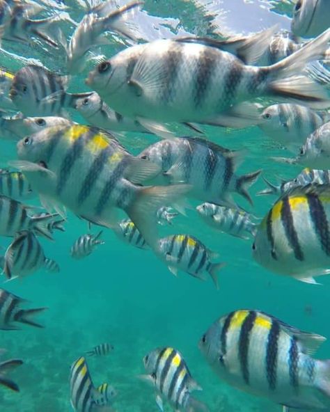 Mnemba Island, Zanzibar. 🌊🐬🌴🐚🥥⚓️🪸🐠 _ #jambojambo #hakunamatata #tanzania #zanzibar #divingphoto #snorkling #africa #baecation #mnembaisland #tourguide #cristalwater #sandbag #oceanlife #watersport #zebrafish #dolphins #swimming #starfish⭐️ #vakantie #vacay #relaxing #sunnyday Mnemba Island Zanzibar, Zanzibar Volunteer, Zanzibar Aesthetic, Travelling Africa, Europe Friends, Zanzibar Africa, Underwater Hotel, Dolphins Swimming, Rick I Morty