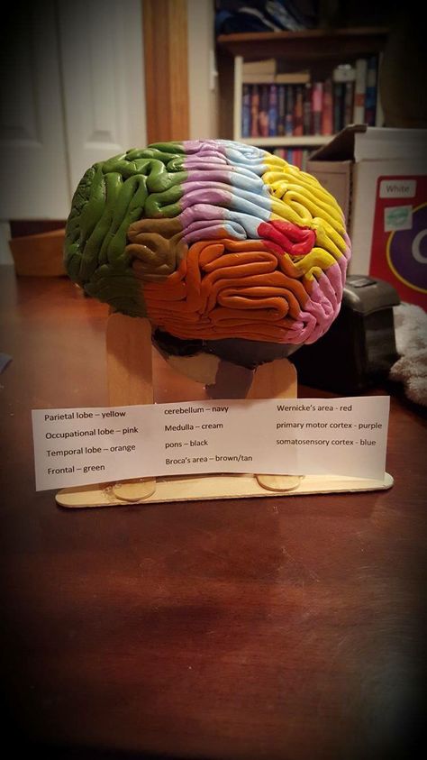 Clay brain Clay Brain Model, Clay Modelling Ideas Art, Diy Brain Model, 3d Brain Project, Brain Project Model Psychology, Clay Brain, Human Body Systems Projects, Brain Project, Body Systems Project