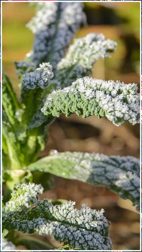 Planting In Winter - Ready for more great designs? - Click to visit for more. Do It IMMEDIATELY!! Beginner Homesteading, Growing Winter Vegetables, Garden In Winter, Growing A Garden, Homesteading Tips, Vegetables To Grow, Gardening Planting, Winter Sewing, Rainbow Chard