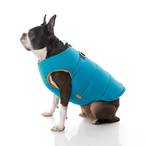 The best dog coats for winter in 2021- TODAY Pet Coats, Small Dog Sweaters, Padded Vest, What Dogs, Up Dog, Dog Vest, Pet Fashion, Sporting Dogs, Dog Jacket