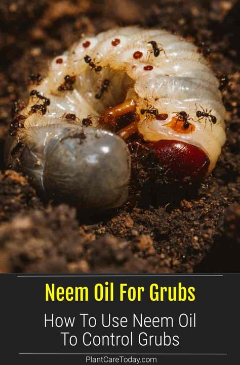 Lawn grubs are the larvae of several beetle species - Japanese beetle and June Bug. Does neem oil work against lawn grubs. And if so, how do you use it? [DETAILS] Grub Worms How To Get Rid Of, Killing Japanese Beetles, Yard Hacks, Beetle Species, Grub Worms, Lawn Weeds, Japanese Beetle, Killing Weeds, Bad Bugs