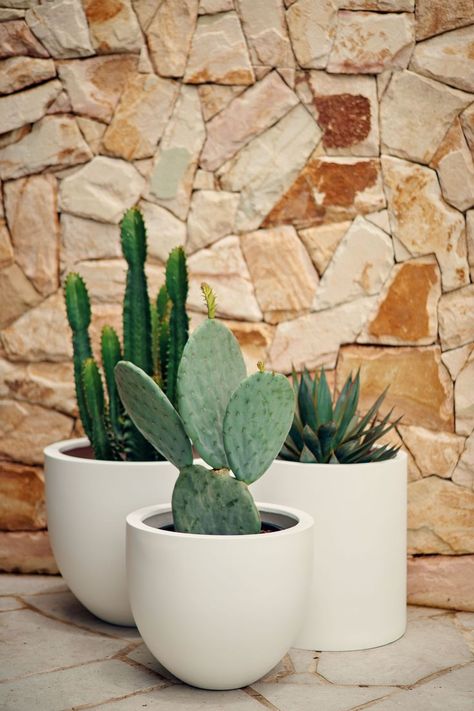 Cactus Garden Design, Cowboy Cactus, Mulch Landscaping, Cactus Plant Pots, Australian Native Garden, Potted Plants Outdoor, Cactus Planter, White Pot, Gardens Design