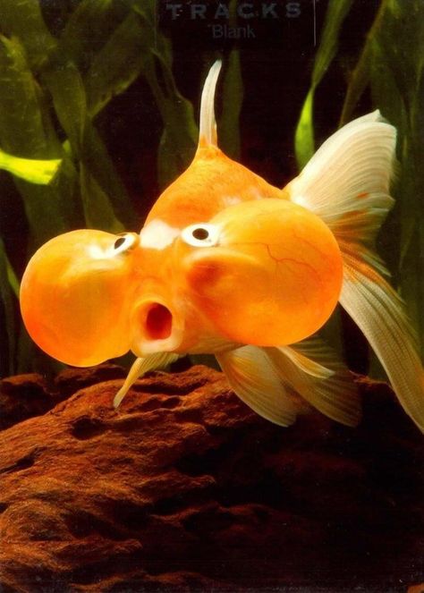 Weird Looking Animals, Sea Life Animals, Ugly Animals, Blank Photo, Wild Animals Pictures, Cute Fish, Gold Fish, 웃긴 사진, Beautiful Fish