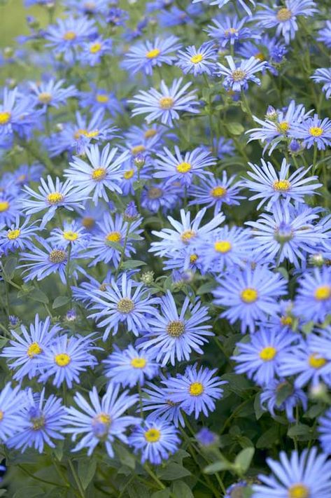 Aster some shade ok.  flowers aug-sept 0.9mh 0.4m s Dream Landscaping, Purple Aster, Michaelmas Daisy, Aster Flowers, Dianthus Barbatus, Dianthus Caryophyllus, Colour Flowers, House Flowers, American Meadows