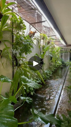 5.5K views · 1K reactions | :: Bintaro ::

Teman2 online ku yang sehat2 semua yaaa.. 

#urbanjunglehome
#house_plant_community #homejungle #instaplants
#livingwithplants #plantparenthood #houseplantlove
#homegarden #bohochic #plantsmakepeoplehappy
#planthoarder #plantdecor #indoorplants #houseplantclub
#pausewithplants #homegoals #plantlove #indoorjungle
#plantgoals #homedeco#plantgoals #plantdecor
#crazyplantpeople #plantlady #houseplantjournal
#homedecorlovers #iloveplants #mysweethome
#plantaddiction #homedecorideas #homejungle #homejungleclub | HOME DECOR - My JungleHome | Healing Energy · To That Summer（Instrumental Version) Aqua Scape, Wall Plants, Plant Goals, Plant Journal, Indoor Jungle, Beautiful Backyards, Healing Energy, House Plant, Plant Lady