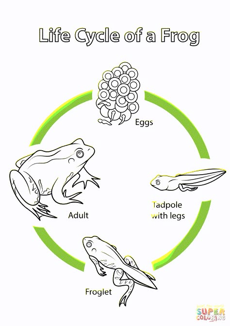 Frog Life Cycle Printable, Frog Life Cycle Craft, Frogs For Kids, Life Cycles Preschool, Life Cycle Of A Frog, Frog Eggs, Frog Coloring, Frog Life Cycle, Cycle For Kids