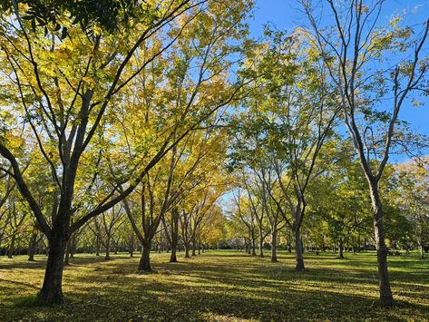 Autumn 🍂 in the Pecan Orchard Visit us during the Central Coast Harvest Festival this June long weekend and take some fantastic photos and family pics. . . . #centralcoast #centralcoastnsw #lovecentralcoast #nsw #Australia #autumn #fall #pecan #farming #farm #trees #nature #picoftheday Pecan Farming, Australia Autumn, Pecan Orchard, Trees Nature, Nsw Australia, Family Pics, Harvest Festival, Central Coast, Long Weekend