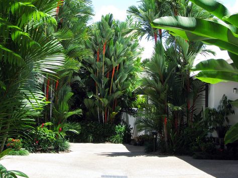 https://flic.kr/p/p6UjER | Cyrtostachys renda | Lipstick palms at a holiday resort in Port Douglas, far-north Queensland. Lipstick Palm, Small Tropical Gardens, Tropical House Design, Tropical Garden Design, Planting Design, Port Douglas, Tropical Gardens, North Queensland, Tropical Tree