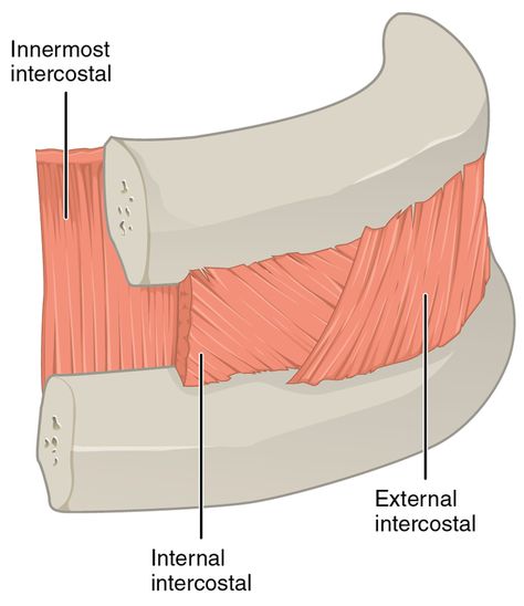 External intercostal muscles - Wikiwand Abdominal Muscles Anatomy, Intercostal Muscle Strain, Muscles Of The Head, Intercostal Muscles, Supraspinatus Muscle, Infraspinatus Muscle, Thoracic Cage, Muscles Anatomy, Sternocleidomastoid Muscle