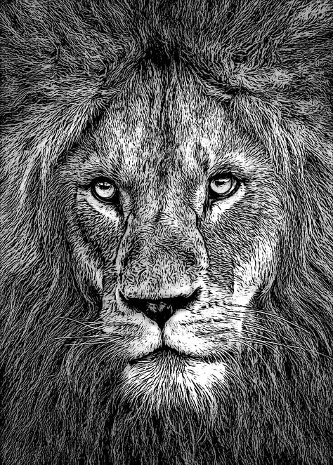 Lion Sketch Pencil Drawings, Scratchboard Drawing, Scratchboard Drawings, Basic Sketching, Improve Drawings, Lion Sketch, Pen Art Work, Scratchboard Art, Realistic Sketch