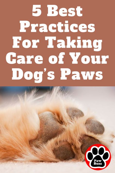 Yes, your dog’s feet are made for walking, but did you know that those little paws are also designed for protecting? Keep your darling dog’s paws healthy with these best practices for taking care of your dog's paws! Dry Dog Paws, Dog Paw Cream, Dog Paw Protection, Dog Paw Care, Dog Paw Pads, Paw Pad, Paw Care, Soft Paws, Dog Remedies