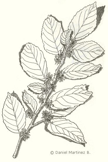 drawing of witch hazel Hazel Tattoo, Witch Hazel Plant, Hazel Plant, Tanning Booth, Oil Free Foundation, Prevent Wrinkles, Moisturizing Body Wash, Witch Hazel, Look Younger