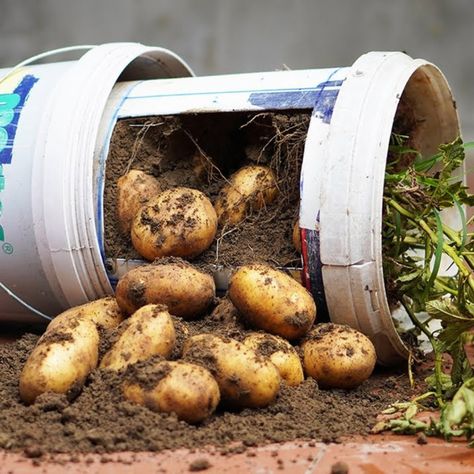 Planting Seed Potatoes, Grow Potatoes In Container, Container Potatoes, Potato Gardening, Potato Planters, Tattoo Plant, Diy Balcony, Planting Potatoes, Bucket Gardening