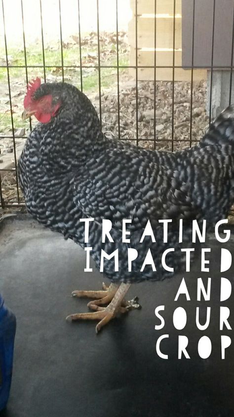 Impacted Crop In Chickens, Sour Crop In Chickens, Chicken Rearing, Happy Chickens, Goats For Sale, Milk Chicken, Chicken Care, Chicken Keeping, Chicken Health