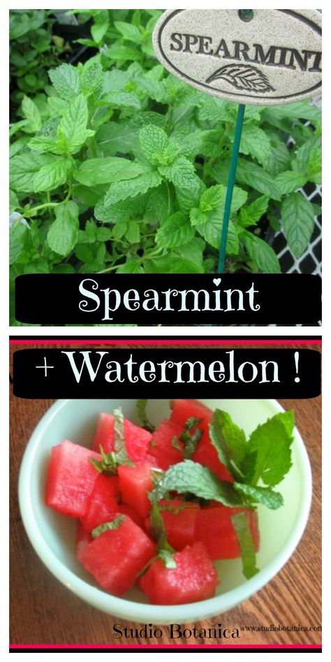 Fresh Mint Recipes, Spearmint Recipes, Dyi Garden, Cookout Ideas, Digestive Herbs, Healthy Summer Treats, Fresh Herb Recipes, Watermelon Benefits, Summer Eats