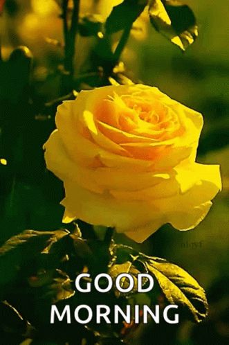 Flower Yellow Rose GIF - Flower YellowRose Rose - Discover & Share GIFs Good Morning Love You, Latest Good Morning Images, Rosé Gif, Latest Good Morning, Good Night Flowers, Good Morning Roses, Good Morning Beautiful Flowers, Good Morning Flowers Pictures, Good Morning Animation