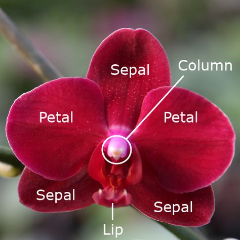 orchid anatomy Orchid Plant Care, Orchid Varieties, Types Of Orchids, Orchid Plant, Growing Orchids, Orchid Care, Gardening Advice, Orchid Plants, Beautiful Orchids