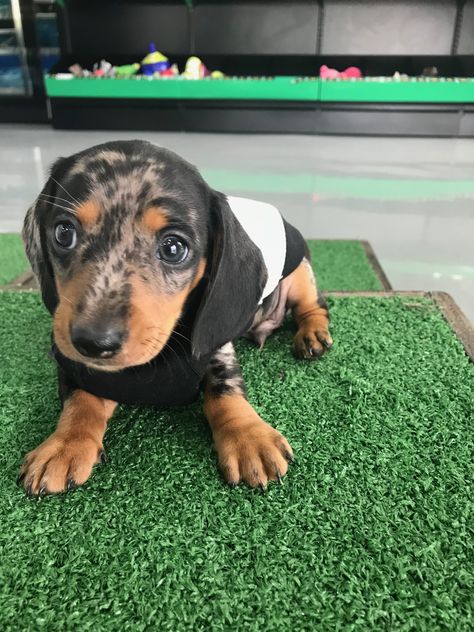 Little baby Ace at 7 weeks old #Dachshund #SilverDapple #DachshundDapple #DachshundPuppy Dapple Dachshund Miniature, Puppies Dachshund, Miniature Dachshund Puppies, Dapple Dachshund Puppy, Puppy Dachshund, Weenie Dog, Dachshund Puppy Miniature, Dapple Dachshund, Puppy Cute