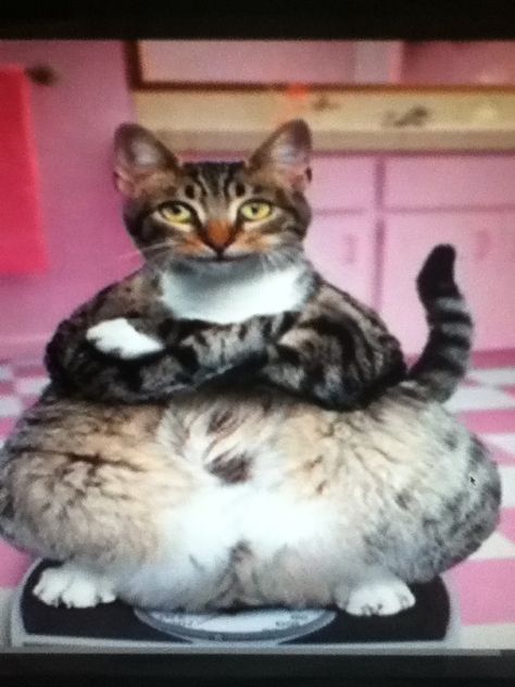 Beef Stroodle, Fat Cat Drawing, Fat Cat Pictures, Fat Cat Meme, Short Legged Cats, Shaved Cat, Fat Kitten, Fat Kitty, Cute Hairless Cat