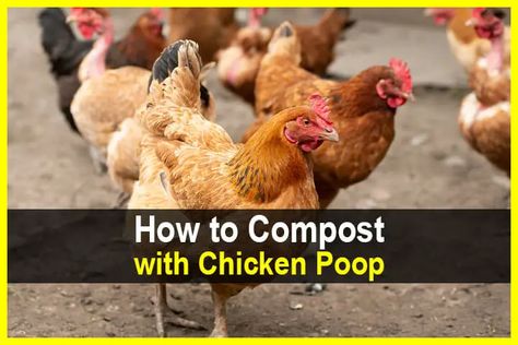 How to Compost With Chicken Poop Chicken Poop Compost, Chicken Poop Board, Homestead 101, Manure Tea, Homestead Lifestyle, Pine Shavings, How To Compost, Chicken Poop, Chicken Manure