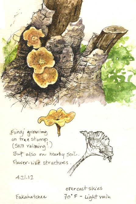 Inspiration - Elizabeth Smith | Flickr - Photo Sharing! Nature Art Sketches, Art Sketches Inspiration, Sketches Inspiration, Botanisk Illustration, Botanical Sketchbook, Field Journal, Nature Sketch, Sketch Journal, Doodle Art Journals