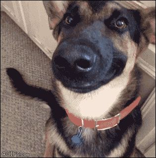 Awwww He is so CUTE! Funny Dog Gif, Cute Dog Memes, Dog Memes Cute, Dog Meme Face, Mood Changes, Love My Dog, Smiling Dogs, Smiling Dog Meme, Dog Gifs