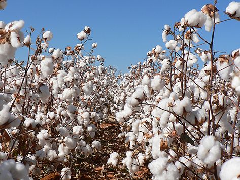 Oh, I wish I were in the land of cotton   Old times there are not forgotten... Only In Texas, Cotton Fields, Loving Texas, Texas Girl, Texas History, Lone Star State, San Antonio Texas, Southern Charm, World Of Color