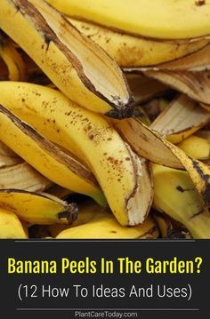 Banana Peel Uses, Banana Water, Banana Peels, How To Make Compost, Acid Loving Plants, Banana Peel, Fertilizer For Plants, Home Vegetable Garden, Garden Soil