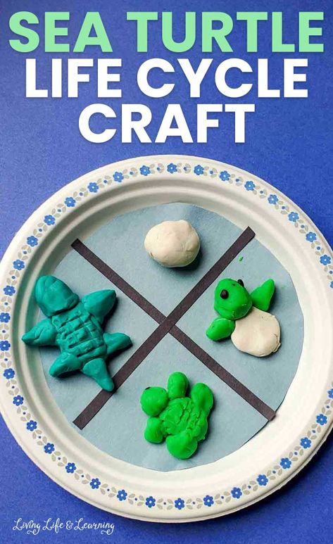 Sea Turtle Life Cycle Craft, Turtle Kindergarten Activities, Turtle Life Cycle Craft, Turtle Life Cycle Preschool, Sea Turtle Crafts For Kids, Sea Turtle Activities, Sea Turtle Craft, Sea Turtle Life Cycle, Turtle Life Cycle