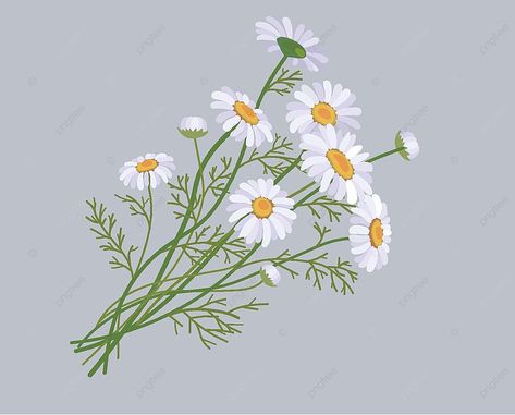 roman chamomile,chrysanthemum,daisy,small daisies,camomile,fall,floret,hand draw,illustration,flowers,a bunch of flowers,sun flower,lifestyle Chamomile Flower Illustration, Daisy Bouquet Illustration, Chamomile Flower Painting, Bunch Of Flowers Illustration, Chamomile Plant Drawing, Camomile Flower Drawing, Camomile Flower Tattoo, Camomile Drawing, Chamomile Flower Tattoo