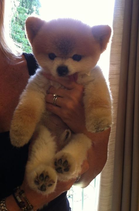 Pomeranian teddy bear cut Pomeranian Teddy Bear Cut, Teddy Bear Pomeranian, Pomeranian Haircut, Pomeranian Spitz, Pomeranian Dogs, Poodle Cuts, Creative Grooming, Teddy Bear Dog, Dog Haircuts