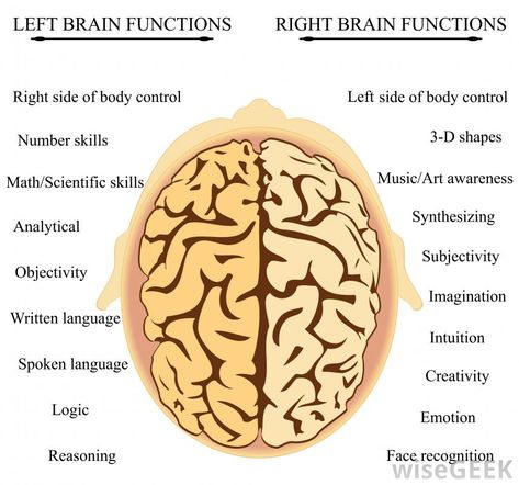 What happens in the head of bilinguals and interpreters from a neurolinguistic point of view? Is a bilingual the sum of two monolinguals? ...and much more! Left Vs Right Brain, Left Right Brain, Brain Hemispheres, Brain Anatomy And Function, Brain Lobes, Coaching Exercises, Left Brain Right Brain, Right Side Of The Brain, Brain Parts