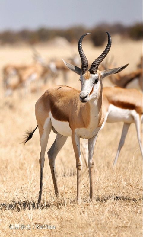 Antelope Animal, South Africa Wildlife, African Wildlife Photography, Arabian Oryx, Elephant Shrew, African Antelope, Dik Dik, Africa Wildlife, National Animal