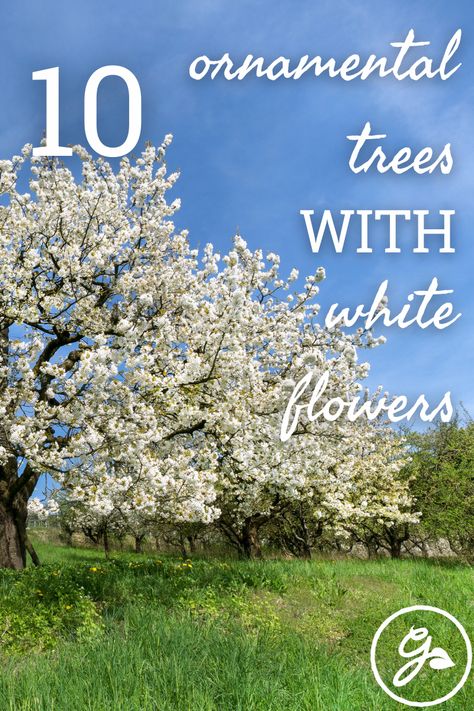 Trees With White Flowers, White Ash Tree, White Flower Tree, Tree With White Flowers, White Blossom Tree, Small Ornamental Trees, White Flowering Trees, Spring Flowering Trees, Big White Flowers