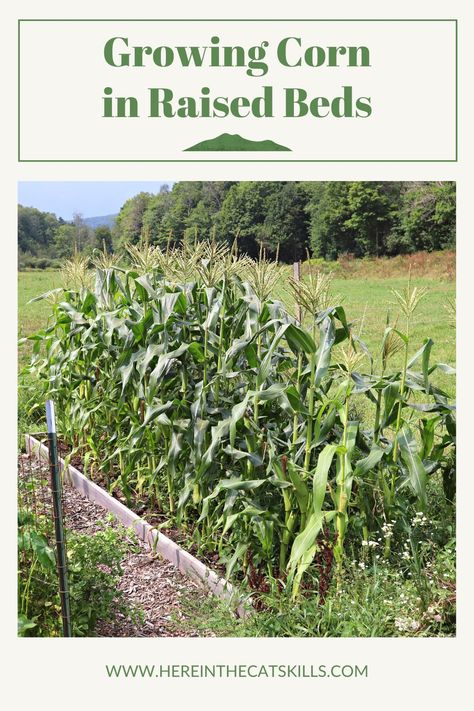 How To Plant Corn From Seed, Planting Corn In A Raised Bed, Planting Corn In Garden, Growing Pumpkins In Raised Bed, Corn In Raised Garden Bed, Growing Corn From Seed, Growing Corn In Raised Bed, How To Grow Corn From Seeds, Pumpkin Beds