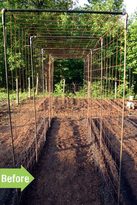 beantunnel1 Bean Tunnel, Vegetable Garden Design Diy, Bean Trellis, Vertical Vegetable Garden, Garden Vines, Plants Growing, Backyard Vegetable Gardens, Garden Area, Garden Veggies