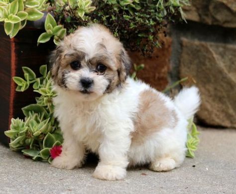 Shichon Haircut, Free Puppies For Adoption, Cute Puppies For Sale, Shichon Puppies, Cheap Puppies, Teddy Bear Puppies, Baby Pets, Mini Puppies, Free Puppies