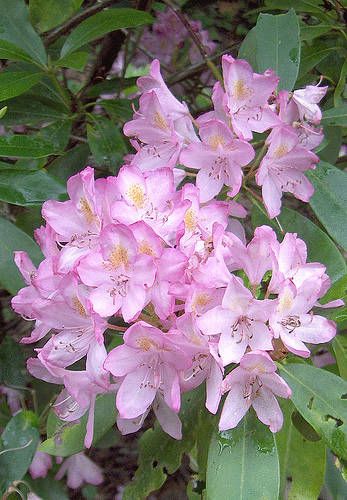 Phododendron / West Virginia State Flower West Virginia State Flower, Virginia State Flower, Virginia Hill, Types Of Oranges, West Virginia Mountains, West Va, State Flowers, Almost Heaven West Virginia, Take Me Home Country Roads