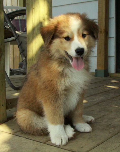 rough collie puppy - how can you say no to this cute little baby Rough Collie Puppy, Cutest Puppy Ever, Buy A Car, Collie Puppies, Rough Collie, Cutest Animals, Favorite Animal, Apartment Furniture, Baby Puppies