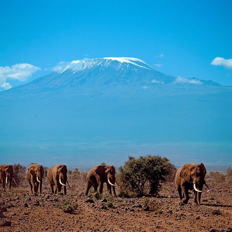 Kilimanjaro - World Nairobi National Park, World Wildlife Day, Mount Kenya, Wildlife Day, Save Wildlife, Save Nature, Animals And Plants, Mount Kilimanjaro, Colonial History