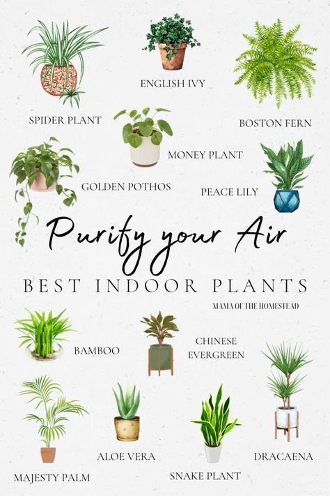 Herbs For Lungs, Grow Oregano, Air Filtering Plants, Water Plants Indoor, Air Cleaning Plants, Plant Care Houseplant, Lungs Health, Inside Plants, Best Indoor Plants