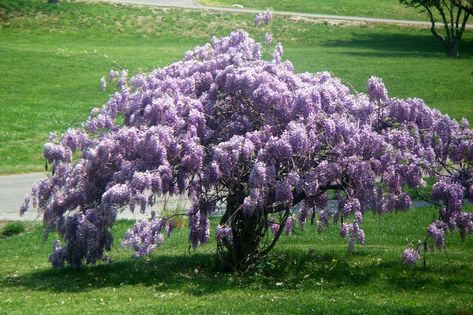 'Blue Moon' (Wisteria frutescens) Not invasive type. I got seeds in NFSR Swap Nov.2018 Wysteria Tree, Wisteria Amethyst Falls, American Wisteria, Blue Wisteria, Grapevine Growing, Chinese Wisteria, Wisteria Plant, Wisteria Tree, Fragrant Plant