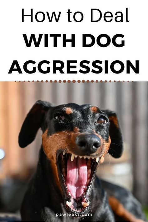 How do you deal with increased dog aggression? An aggressive pet can land you in plenty of legal trouble, especially if he takes out his anger on that annoying neighbor he knows you hate or the mailman that appears as a threat. In this post, you will learn how to handle, manage, and banish your dog’s aggression. #dogs #training #aggression How To Properly Punish Your Dog, Dog Aggression Towards People, Puppy Aggression Training, Aggressive Dog Training, Puppy Aggression, Dog Aggressive, Aggressive Dogs, Dog Training Aggression, Dog Aggression