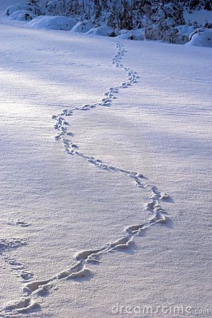 Animal tracks in snow - Dreamstime Animal Tracks In Snow, Coyote Tracks, Heat Lightning, Snow Tracks, Sunny Morning, Animal Tracks, Painting Snow, Apocalypse Survival, Snowy Forest